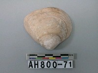 藏品(貝類)的圖片